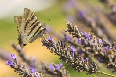 Kırlangıçkuyruğu kelebek (Iphiclides podalirius) çiçeğe tozlaşma uçan ve nektar mor lavanta besleme.