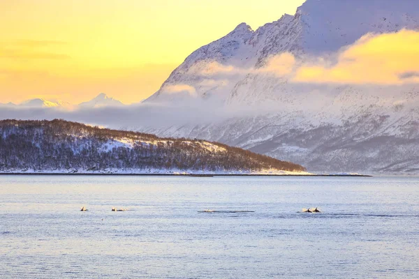Migrowanie Delfiny Widokiem Ośnieżonych Górskich Szczytów Skandynawski Fiord Podczas Zachód — Zdjęcie stockowe