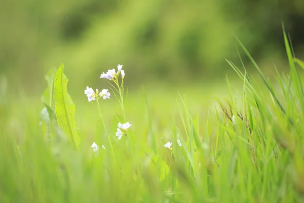 Coccinelle Cardamine Pratensis Fleurissant Dans Une Prairie Printemps Cette Plante — Photo