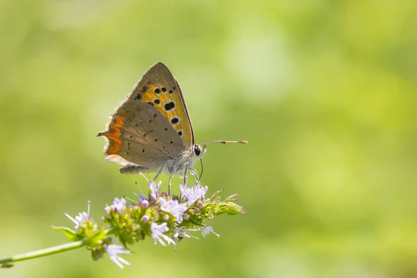 Primer Plano Una Pequeña Común Mariposa Cobre Lycaena Phlaeas Néctar — Foto de Stock