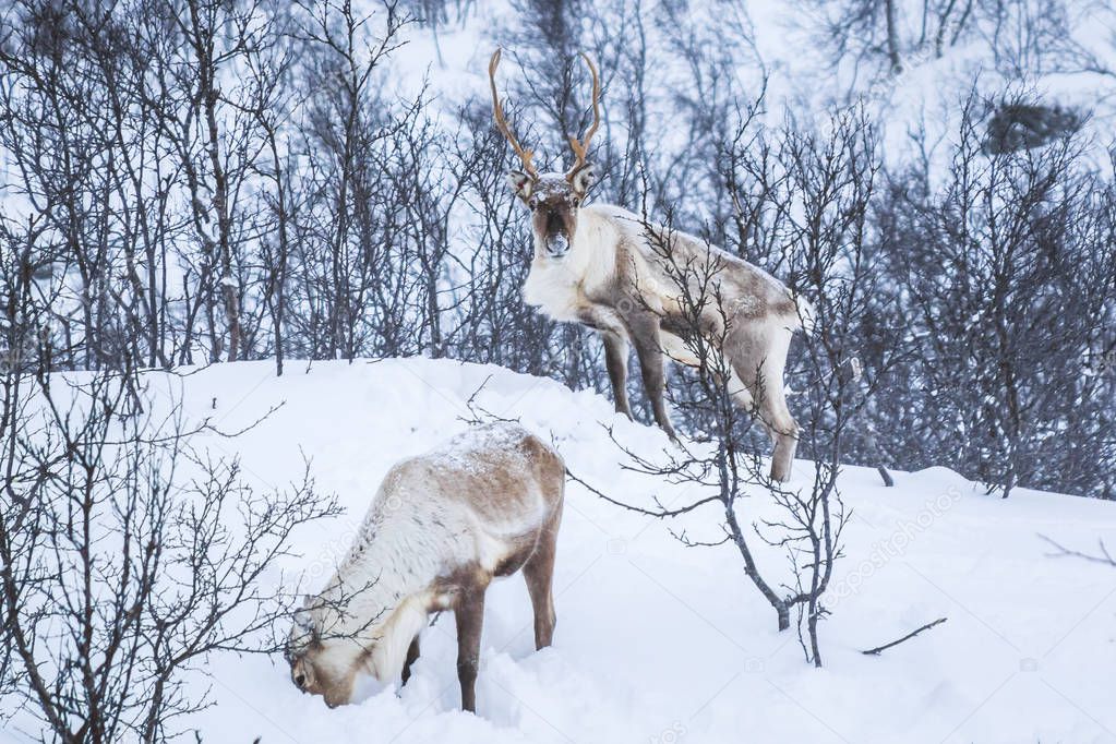Scandinavian wild male and female reindeer or caribou standing in a forest with snow in the mountains during winter season.