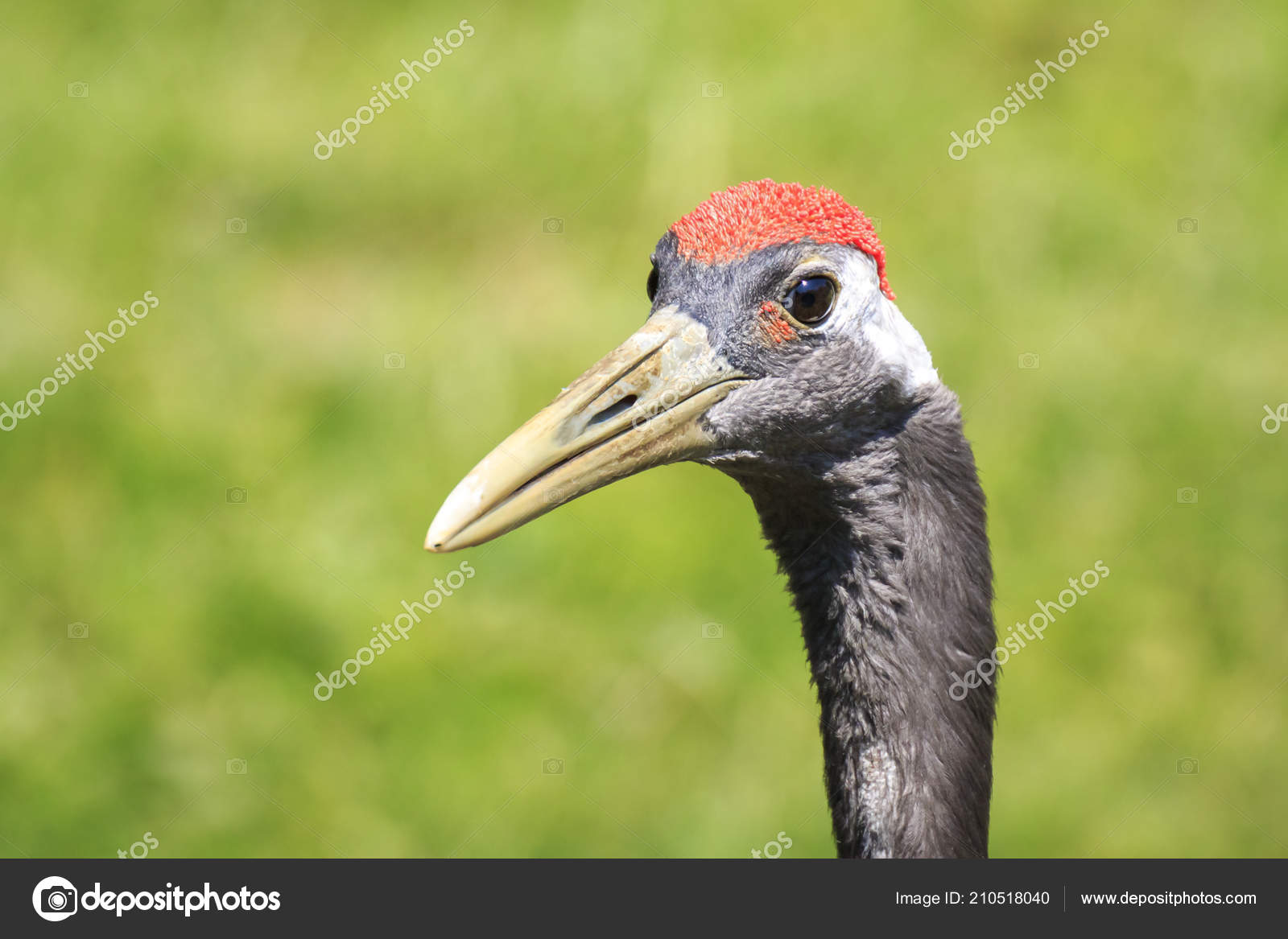 Gros Plan Une Grue Mandchourie Grue Japon Grus Japonensis
