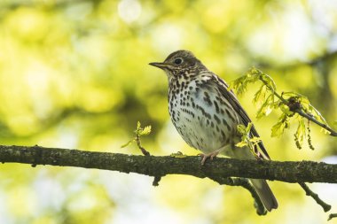 Bir ağaçta şarkı şarkı pamukçuk Turdus philomelos kuş ilkbahar mevsiminde closeup.
