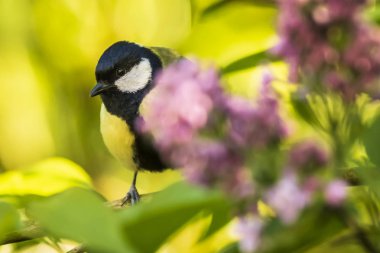 Parlak güneş ışığı altında ahşap bir büyük baştankara kuş, Parus Major, closeup portresi tünemiş
