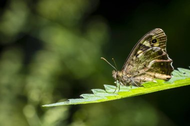 Closeup benekli bir ahşap kelebek, Pararge aegeria. Açık kanatlı bir ormandaki bir yaprak üzerinde dinlenme