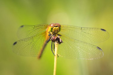 Kırmızı Pasifik'ten oğlan (Sympetrum sanguineum) bitki örtüsü üzerinde asılı close-up. Güneş ışığı altında bir çayırda dinlenme.