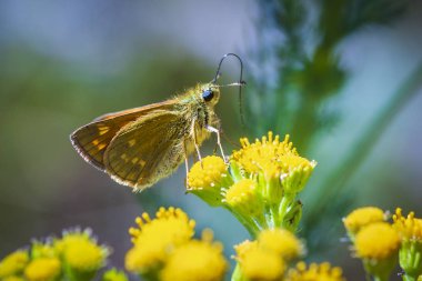 Sarı bir çiçek nektarı içmeye bir büyük Kaptan (Ochlodes sylvanus) kelebeği closeup.