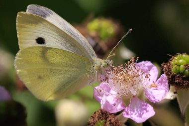 Bir Pieris sutyeninin yakından görünüşü, büyük beyaz ya da lahanalı kelebek bir çiçeğin üzerinde tozlaşıyor..