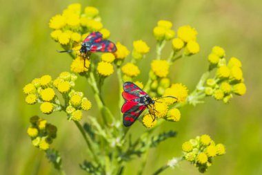 Bir altı-spot burnet closeup kelebek Zygaena filipendulae, gündüz ragwort sarı çiçekler Jacobaea vulgaris tozlaşmayı.