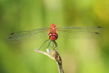 Bir kırmızı renkli erkek kırmızı Pasifik'ten oğlan (Sympetrum sanguineum) bitki örtüsü üzerinde asılı close-up. Güneş ışığı altında bir çayırda dinlenme.