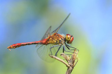 Bir kırmızı renkli erkek kırmızı Pasifik'ten oğlan (Sympetrum sanguineum) bitki örtüsü üzerinde asılı close-up. Güneş ışığı altında bir çayırda dinlenme.