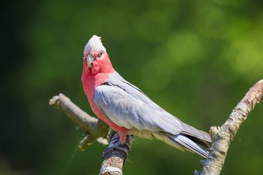 Ayrıca gül göğüslü kakadu, galah Kakadu, pembe ve gri papağan veya roseate Kakadu, yaygın kakadular, anakara Avustralya olarak bilinen galah (Eolophus roseicapilla),.