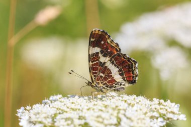 Harita kelebek, araschnia levana, üzerinde beyaz çiçek pollinating alt wings yan görünümü yakın çekim yaşlı masterwort ot yer. Bu yaz damızlık beyaz markings ile siyah.