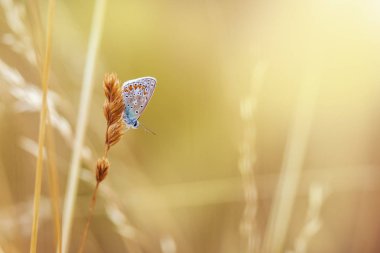 Bir alanda gün batımı sırasında dinlenme bir uyku ortak mavi kelebek, Polyommatus icarus, closeup