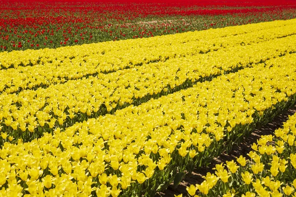 Žluté Červené Tulipány Holandské Květiny Pole Modrou Oblohou Během Jarní — Stock fotografie
