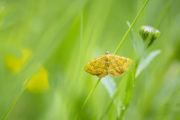 Gros Plan Une Coquille Jaune Couleur Mot — Photo