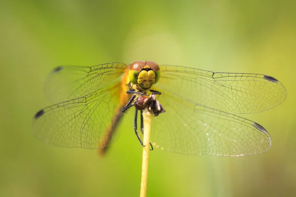 Närbild Blodröd Ängstrollslända Sympetrum Sanguineum Hängande Vegetation Vilar Solljus Äng — Stockfoto