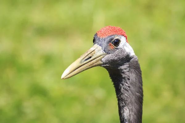 Bir Vinç Grus Japonensis Kırmızı Taç Takma Mançurya Vinç Çim — Stok fotoğraf