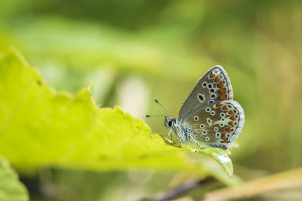 Gros Plan Papillon Argus Brun Aricia Agestis Reposant Sur Végétation — Photo
