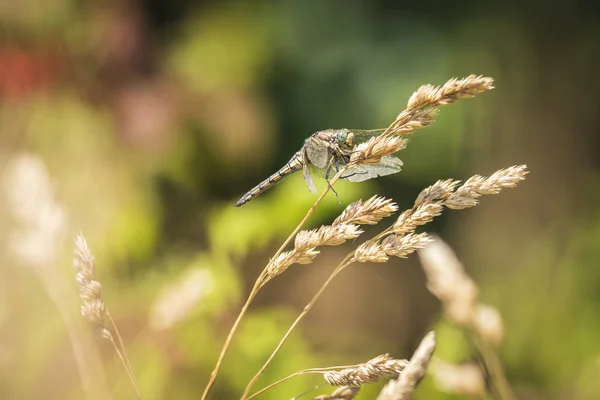 Schwarzschwanz Abschäumer Orthetrum Cancellatum Ist Eine Libelle Aus Europa Und — Stockfoto