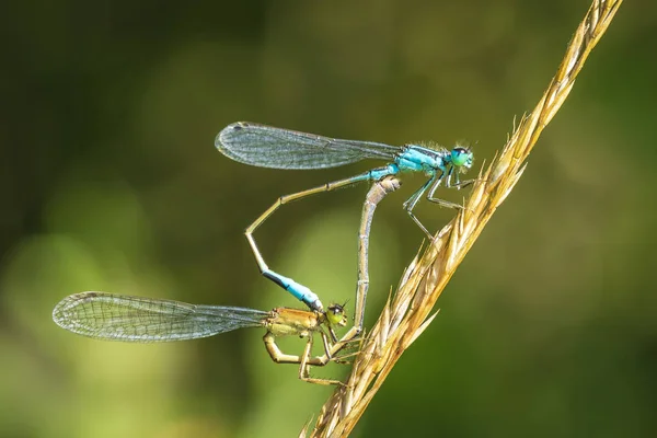 Close Macho Fêmea Cauda Azul Damselfly Comum Bluetail Ischnura Elegans — Fotografia de Stock