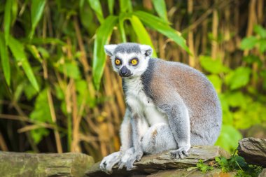 Parlak ve canlı renkler ile bir ormanda ağaçta ring-tailed lemur (Lemur catta) portre portre tünemiş. Bu primatlar Adası Madagaskar'a yerli vardır. 