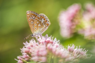 Sabah erken kadın ortak mavi kelebek Polyommatus icarus parlak güneş ışığı altında bir çayırda çiçek pollinating.