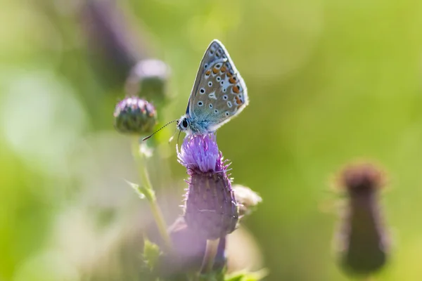 Žena Společné Blue Butterfly Polyommatus Icarus Opylování Květu Bodláku Louce — Stock fotografie