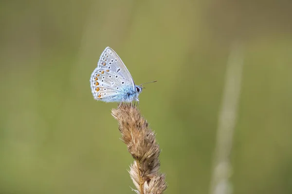 Tôt Matin Papillon Bleu Commun Polyommatus Icarus Reposant Dans Champ — Photo