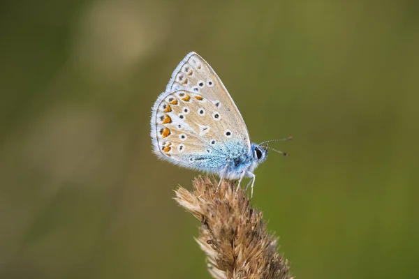 Νωρίς Πρωί Της Κοινής Μπλε Πεταλούδα Polyommatus Ίκαρος Ακουμπά Ένα — Φωτογραφία Αρχείου