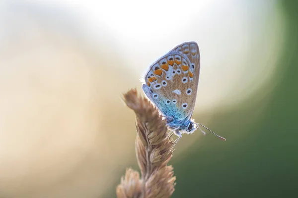 Papillon Bleu Commun Polyommatus Icarus Reposant Dans Une Prairie Pendant — Photo