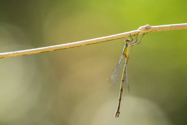 Detalj Närbild Västerländsk Pil Smaragd Jungfru Chalcolestes Viridis Insekt Vilar — Stockfoto