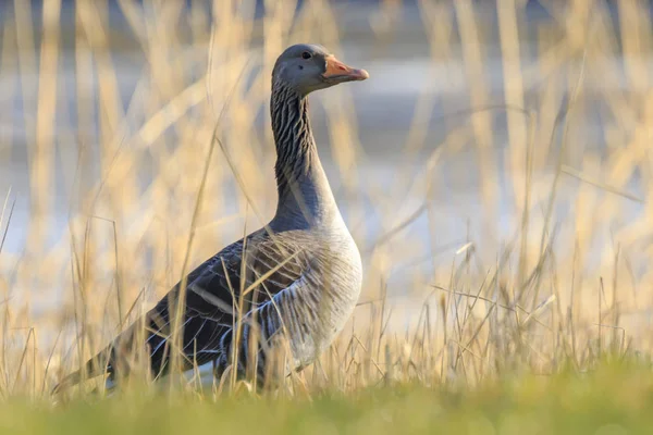 Oie Gris Anser Anser Reposant Dans Une Prairie Profitant Lumière — Photo