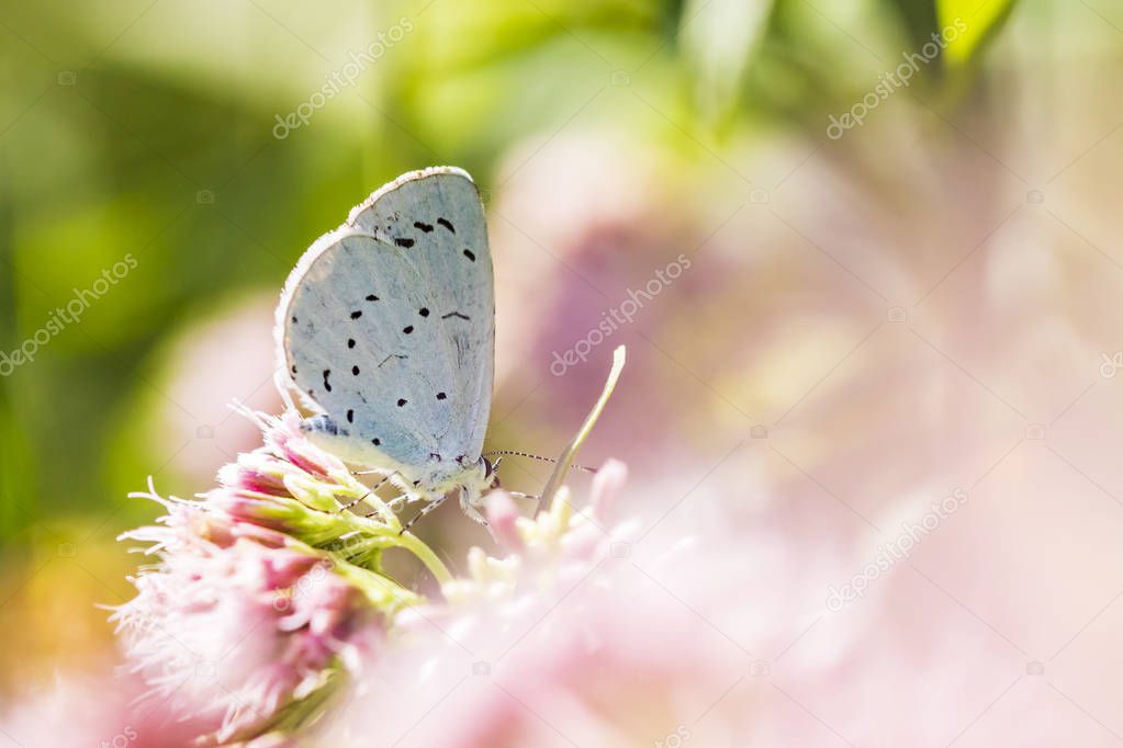 A holly blue (Celastrina argiolus) butterfly pollinating. The holly blue has pale silver-blue wings spotted with pale ivory dots.