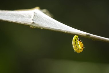 Bir böcek larvaları tırtıllar Yponomeutidae aile veya Ermin pervane, ağaca kurulan ortak ağları, closeup.