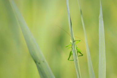 Bir büyük yeşil Bush-kriket, Tettigonia viridissima makro yakın çekim.