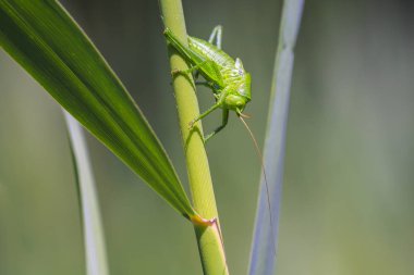 Bir büyük yeşil Bush-kriket, Tettigonia viridissima makro yakın çekim.
