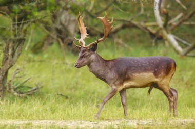 Gururlu erkek geyik geyiği, Dama Dama, Güz mevsiminde koyu yeşil bir ormanda yaprak ve böğürtlen arayan büyük boynuzlarıyla.