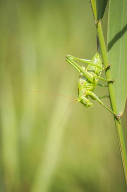 Makro yakın çekim bir kadın büyük yeşil Bush-kriket, Tettigonia viridissima ile ovipositor.