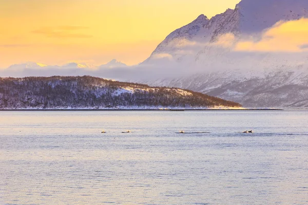 Migrowanie Delfiny Widokiem Ośnieżonych Górskich Szczytów Skandynawski Fiord Podczas Zachód — Zdjęcie stockowe