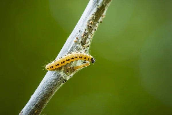 Closeup Larvas Pragas Lagartas Família Yponomeutidae Traças Arminho Formaram Teias — Fotografia de Stock