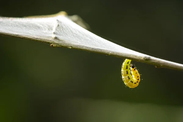 Closeup Pest Larvae Caterpillars Yponomeutidae Family Ermine Moths Formed Communal — Stock Photo, Image
