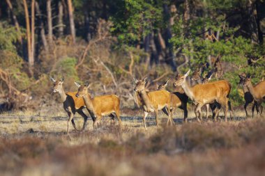 Erkek kızıl geyik yapar veya bir çayır mor heather ile bir orman dışında ön plan üzerinde yürüme hinds Cervus elaphus sürüsü.
