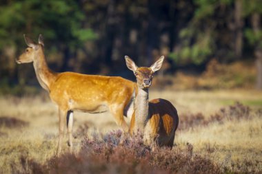 Dişi kızıl geyik geyiği ya da arka Cervus elaphus, güneşli bir günde, ormanın önünde mor bir fundayla çayırda.. 