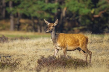 Dişi kızıl geyik geyiği ya da arka Cervus elaphus, güneşli bir günde, ormanın önünde mor bir fundayla çayırda.. 