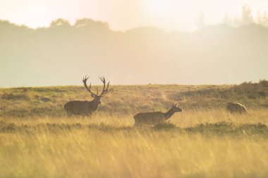 Çiftleşme ve günbatımı sırasında kükreyen kızıl geyik cervus elaphus üzerinde çiftleşme sırasında çiftleşme sürüsü bir bir yatay, tepeler, alanları ve bir güzel gün batımı