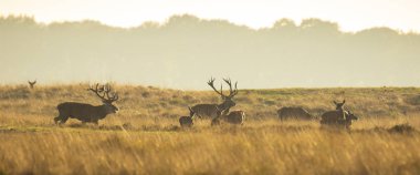 Çiftleşme ve günbatımı sırasında kükreyen kızıl geyik cervus elaphus üzerinde çiftleşme sırasında çiftleşme sürüsü bir bir yatay, tepeler, alanları ve bir güzel gün batımı