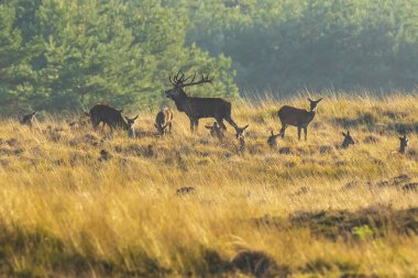 Çiftleşme ve günbatımı sırasında kükreyen kızıl geyik cervus elaphus üzerinde çiftleşme sırasında çiftleşme sürüsü bir bir yatay, tepeler, alanları ve bir güzel gün batımı