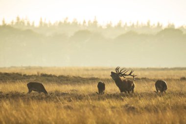 Çiftleşme ve günbatımı sırasında kükreyen kızıl geyik cervus elaphus üzerinde çiftleşme sırasında çiftleşme sürüsü bir bir yatay, tepeler, alanları ve bir güzel gün batımı