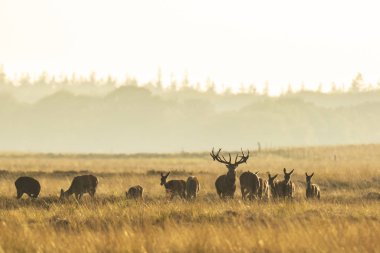 Çiftleşme ve günbatımı sırasında kükreyen kızıl geyik cervus elaphus üzerinde çiftleşme sırasında çiftleşme sürüsü bir bir yatay, tepeler, alanları ve bir güzel gün batımı
